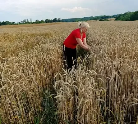 Dożynki Powiatu Staszowskiego i Gminy Bogoria – święto plonów i wspólnoty