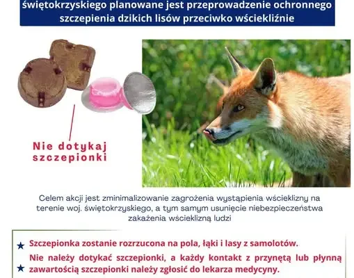 Szczepienie lisów przeciw wściekliźnie w Świętokrzyskiem – akcja od 17 września