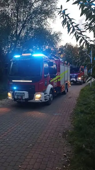 Pożar poszycia lasu przy ul. Działkowców w Połańcu
