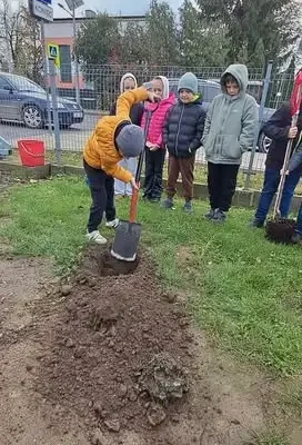 Pierwszoklasiści z Osieka posadzili swoje drzewka – szkolna tradycja